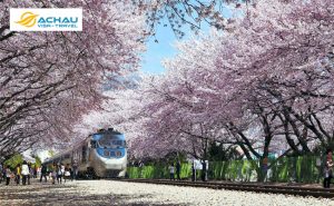Các lý do nên đi du lịch Hàn Quốc vào mùa xuân 2018 này